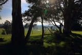  Torwood