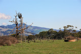 Yarragon