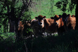 Local Residents
