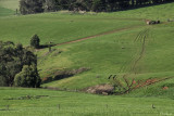 Dairy Country