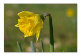 other Flowers