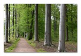 De bossen van de Merode