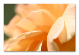macro_impressions7