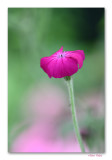 Follow me in our garden