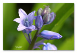 boshyacint  blue bells