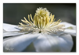 clematis close-up