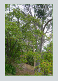 Linden and Eucalyptus trees