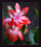 Schlumbergera