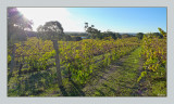 Late afternoon view of the vines...