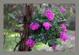 Ivy Pelargonium