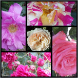 Five Roses in Pink & Cream.