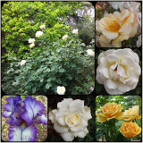 Cream & Gold roses plus an iris.
