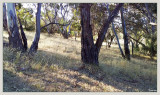 Late afternoon in the horse paddock