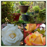 Two roses and hanging pots.