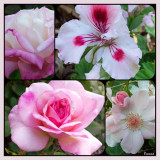 Three roses and a pelargonium.