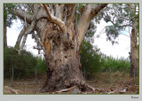 Close-up of the Ancient Tree