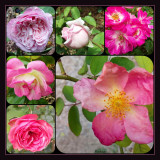 Five roses