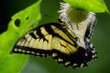  Swallowtail