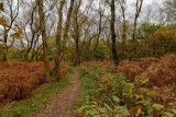 Autumnal Scenes