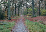 Under the Canopy