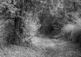 Impressionism in Photography