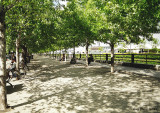 Promenade sous les arbres