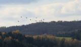 Snow Geese Arriving