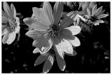 IMG_0035 copie.jpg