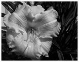Photographies en noir et blanc