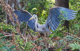 Great Blue Heron with Open Wings