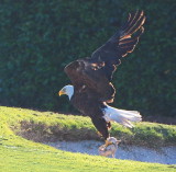 Getting an Eagle from the sand trap..sounds fishy