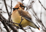 Cedar_Waxwing.JPG