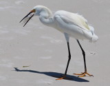 Snowy Egret 03 Siesta Key, Florida - May 29, 2019