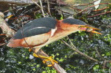 Least Bittern with Fish Collingwood Ontario P1010559.JPG