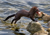 Mink with fish - Collingwood Harbour - June 13, 2021 3