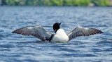 Loon with Open Wings - Lake Temagami