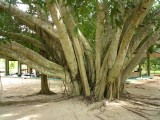 Tree, Suan Mokkh