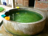 Community Bathing, Suan Mokkh