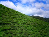 Hiking through a tea plantation.