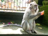 Monkeys - Ubud, Bali