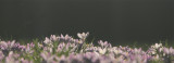 40:365Don't cry, don't cry pleaseSun's shining flowers blooming Life's worth living now
