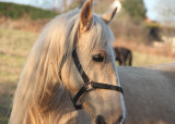 43:365A Horse with No Name
