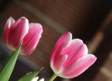 65:365<br>pink tulips arrive<br>awakened from winters sleep<br>perfections allure