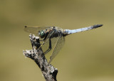 152:365Dragonfly