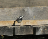 150. Pied Wagtail