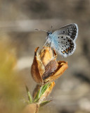 173. Silver Studded Blue