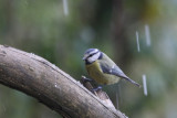 1. Blue Tit with the sleet