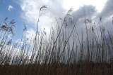 95: Reeds