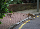 Urban Foxes in Putney.