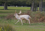 A ghost Red Deer